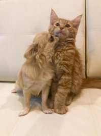 взрослая чиха, и 3 месячный котенок мейна  ;)