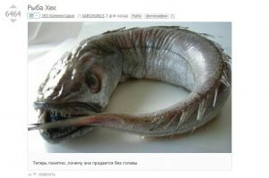 Русские горбушу обожают, а в Норвегии ее скармливают собакам