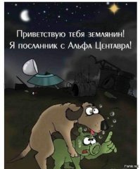 Грачи обнаглели: животные, которым все до фонаря