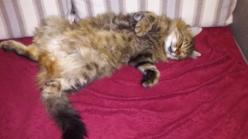 Мой с третьего этажа сиганул за птичкой.. Ничего страшного.