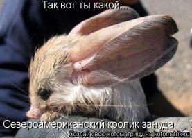 Кот увидел в первый раз кролика