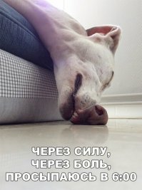 Прикольные и смешные картинки