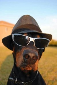 У меня добер был. По его обрубку фиг поймешь... Покерхвост... тьфу!... покерфэйс!... ))