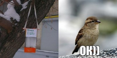 Перьевые комочки: зачем птицы в холода взъерошивают перья?