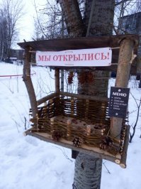 Перьевые комочки: зачем птицы в холода взъерошивают перья?