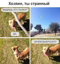 Кис-кис- юмор