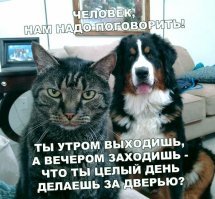 Кис-кис- юмор