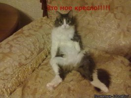Прикольные и смешные картинки