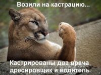 Их ещё на вменяемость проверить надо, ЛЬВИЦУ вместо льва кастрировать повезли.