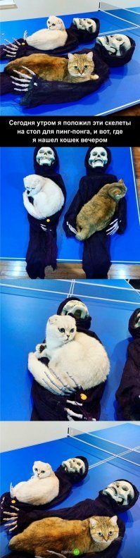 А через день скелеты уже воскреснут.