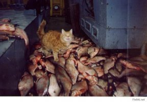 Кис-кис- юмор