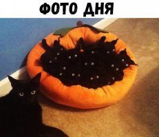 40 забавных случаев из жизни кошек