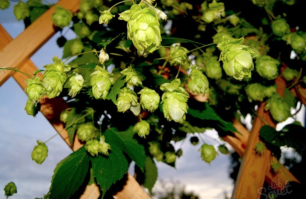 Хмель (для любознательных)