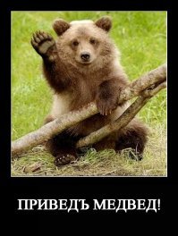 Косолапики