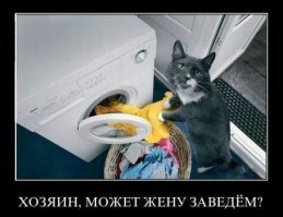 40 забавных случаев из жизни кошек