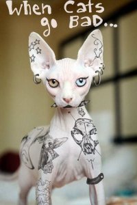 40 забавных случаев из жизни кошек