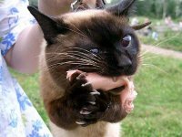 40 забавных случаев из жизни кошек