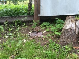 А ещё там ежики водятся