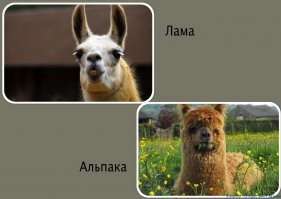 Прикольные и смешные картинки