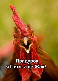 Обошёл все курятники в округе. 
По-французски никто из петухов не говорит. 
 Пришлось купить русского. 
Будет петух по-воронежски.