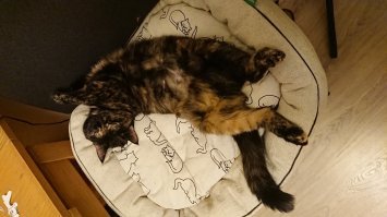 А я вот такую с улицы месяц назад взял. Уже к горшку приучилась. Умница, хоть и не ручная совсем