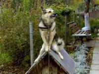 Прикольные и смешные картинки