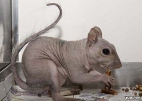 А.с.х.у.я.б.л.я?