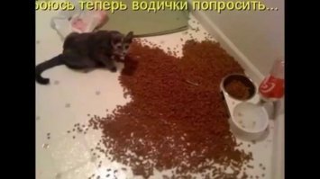 Хозяйка, ты чего?
