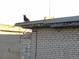 у нас на гаражах стая бегает