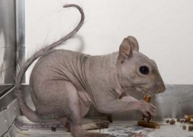 Лысая белка