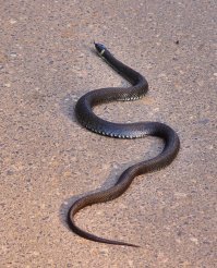 Углич... 2014...