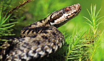 Зрачки круглые. У гадюки такие -