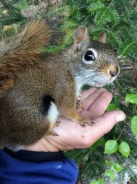 Сказочные звери Дика ван Дуйна