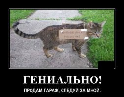 На улице нашли кошку с душераздирающей запиской, привязанной к ошейнику