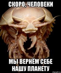 Гигантская изопода попала на камеру у побережья США