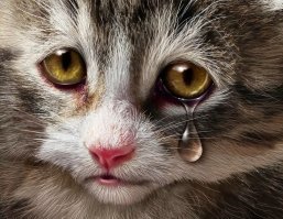 На улице нашли кошку с душераздирающей запиской, привязанной к ошейнику