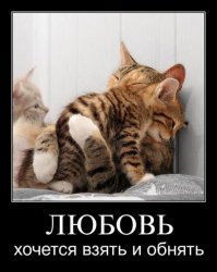 На улице нашли кошку с душераздирающей запиской, привязанной к ошейнику