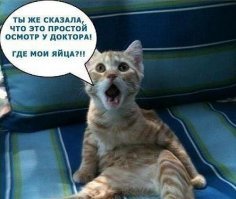 Был Мурзик...
