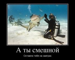 Акула запуталась в рыболовной проволоке