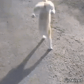 У этого конкретного кота парализованы задние конечности, именно поэтому он так и ходит.