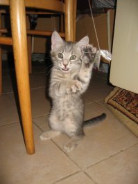 А у нас кот Пиз..дюк.
Потому что он орал всю ночь под окном и я решил пойти снять его с дерева. Забирался за ним на высоту третьего этажа, потому что этот пи...дюк от меня уматывал все выше и выше. Снял, притащил домой, сказал "мама, давай оставим". Оставили. И имя дал "Пиз..дюк."
Но мама переделала в Дюшу. Теперь "Дюха". Но я то знаю кто он на самом деле... 
Было это 15 лет назад. Сфоткал как принес домой. 
Сейчас старичок, но ниче... держится.