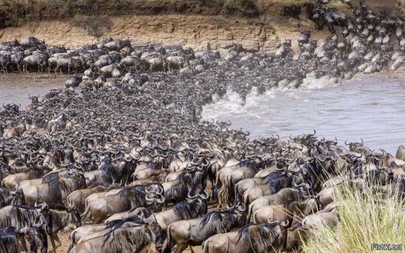 Мои пять копеек