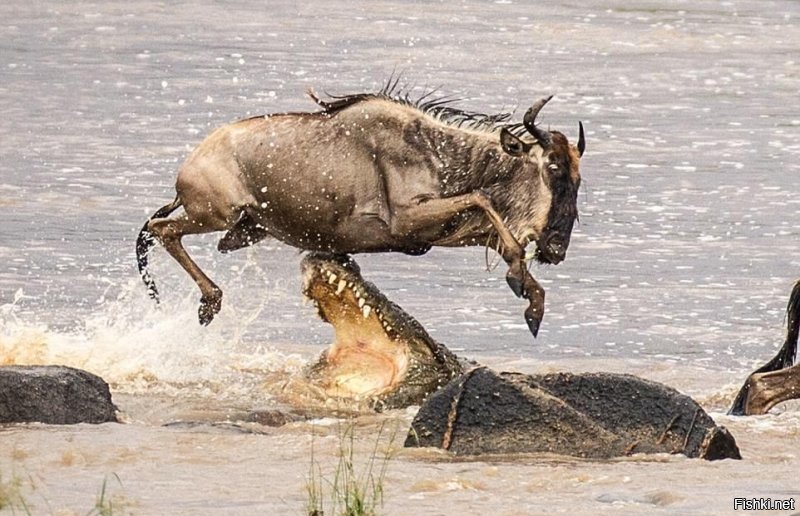 Мои пять копеек