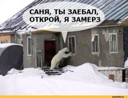 Прикольные и смешные картинки