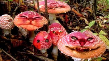 35 фальшивок в Инстаграме, от которых больно глазам