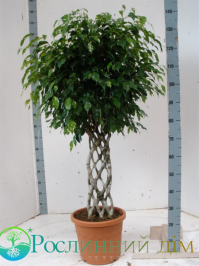 Фикус не болей!