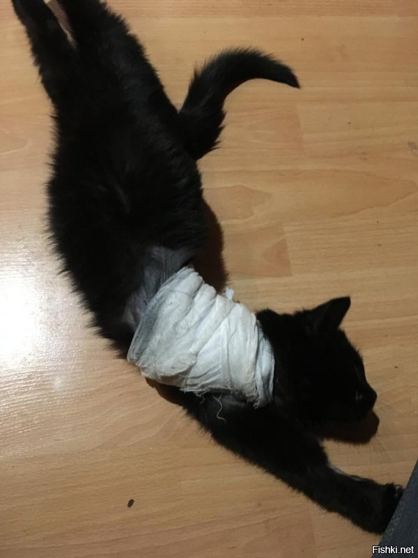 Update:
Ах,да Его кошачье высочество Сильвер Бакилакиевич Твиттерский соизволит пока почивать.)