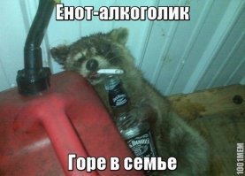 Енот алкоголик!