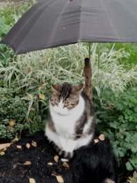 Кот под зонтиком