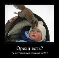 Чиппи милота рыжая лесная
